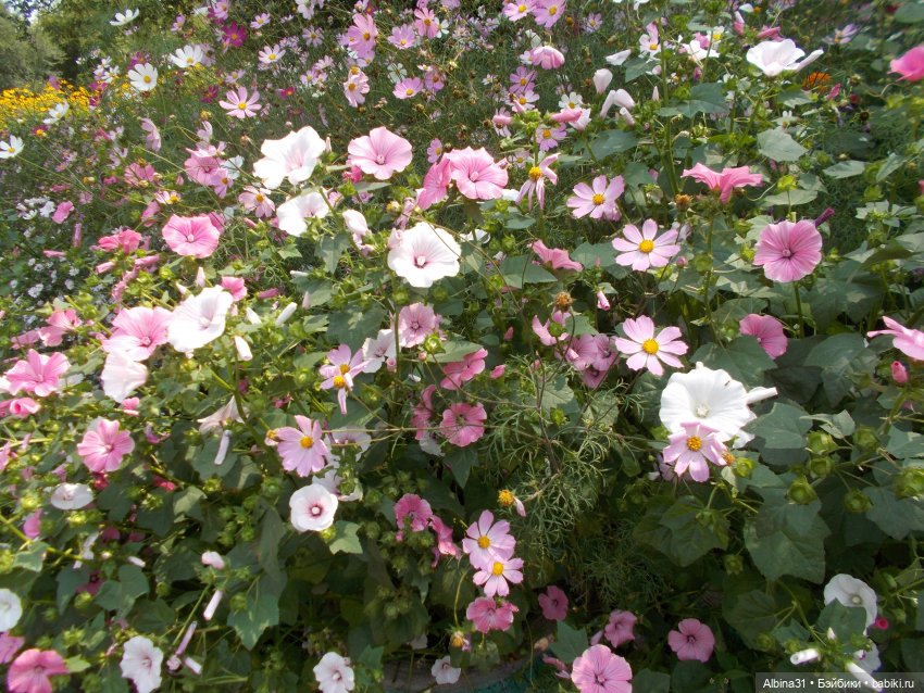 Цветы и куклы... 3 — Игровые куклы разных производителей (Разное): редкие бренды (фото 5)