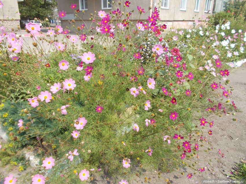 Цветы и куклы... 3 — Игровые куклы разных производителей (Разное): редкие бренды