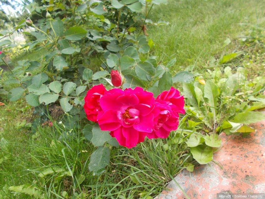 Цветы и куклы... 3 — Игровые куклы разных производителей (Разное): редкие бренды