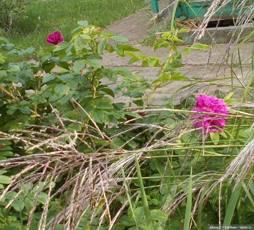 Цветы и куклы... 3 — Игровые куклы разных производителей (Разное): редкие бренды