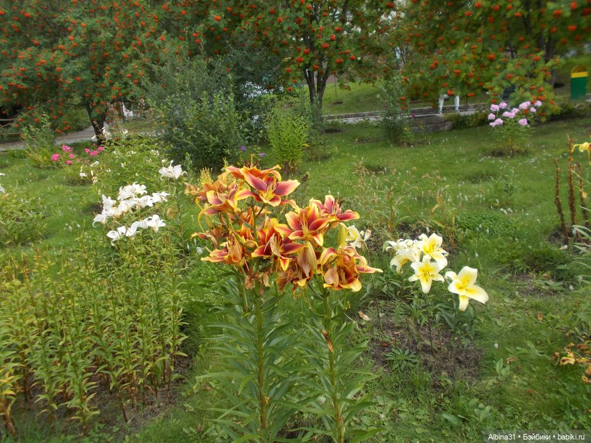 Цветы и куклы... 3 — Игровые куклы разных производителей (Разное): редкие бренды