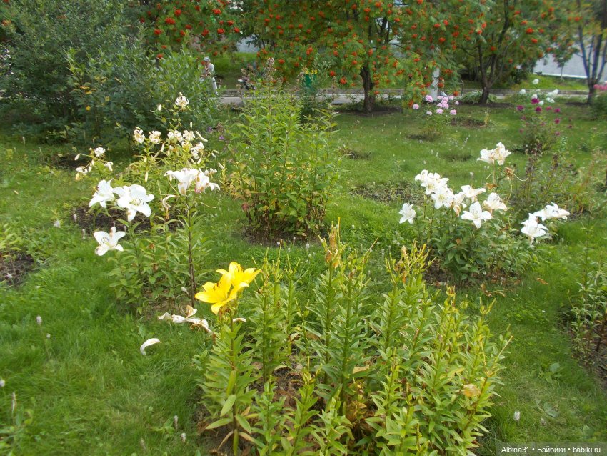 Цветы и куклы... 3 — Игровые куклы разных производителей (Разное): редкие бренды