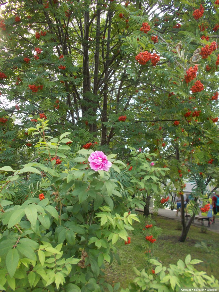 Цветы и куклы... 3 — Игровые куклы разных производителей (Разное): редкие бренды