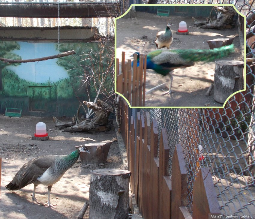 "Роев ручей" — Игровые куклы разных производителей (Разное): редкие бренды