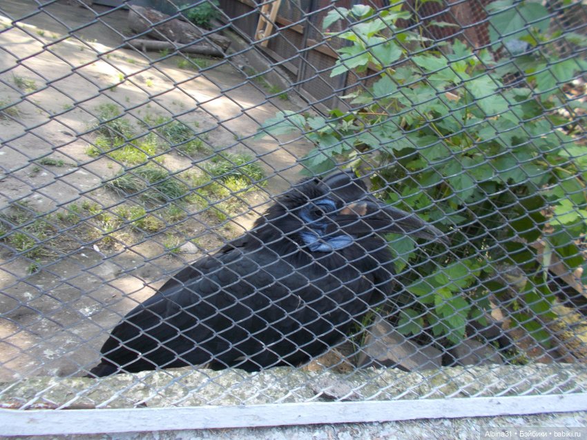 "Роев ручей" — Игровые куклы разных производителей (Разное): редкие бренды