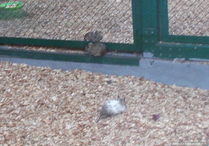 "Роев ручей" — Игровые куклы разных производителей (Разное): редкие бренды