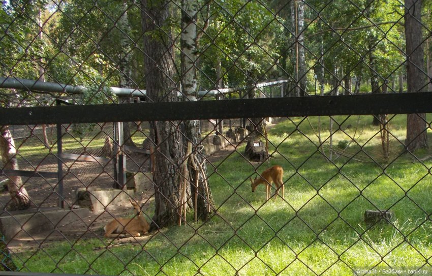 "Роев ручей" — Игровые куклы разных производителей (Разное): редкие бренды