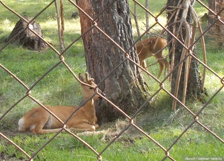 "Роев ручей" — Игровые куклы разных производителей (Разное): редкие бренды