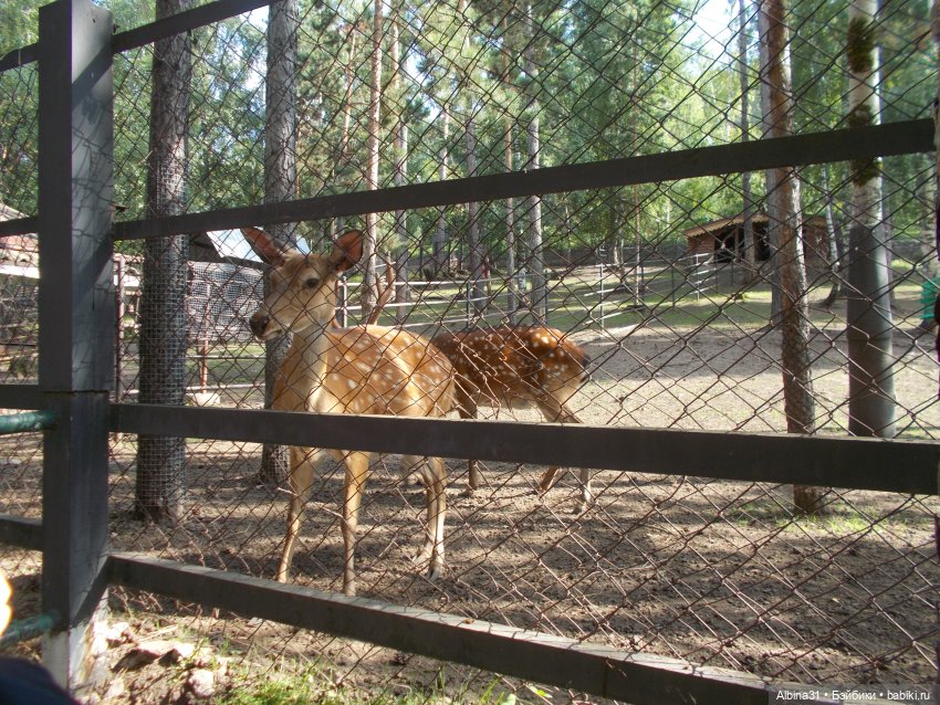 "Роев ручей" — Игровые куклы разных производителей (Разное): редкие бренды