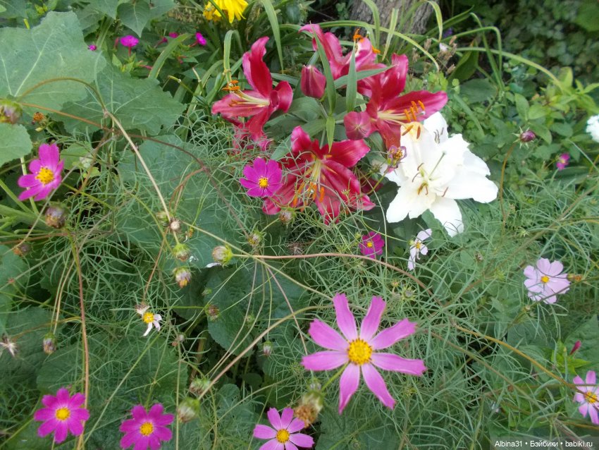 Цветы и куклы... 3 — Игровые куклы разных производителей (Разное): редкие бренды (фото 8)