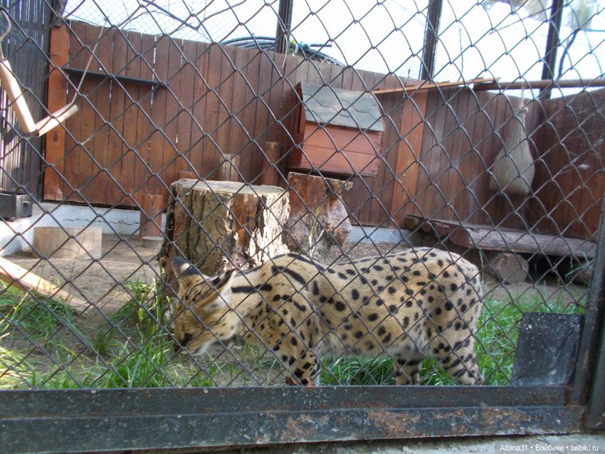 "Роев ручей" — Игровые куклы разных производителей (Разное): редкие бренды