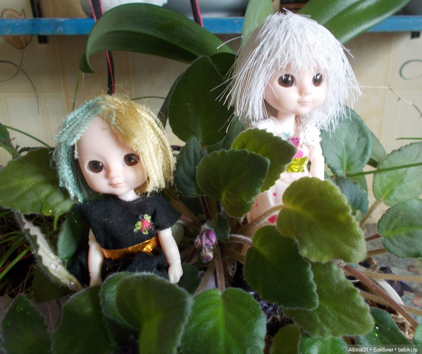 Мои последние новенькие малышки