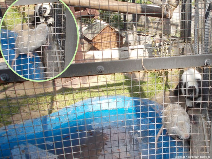 "Роев ручей" — Игровые куклы разных производителей (Разное): редкие бренды