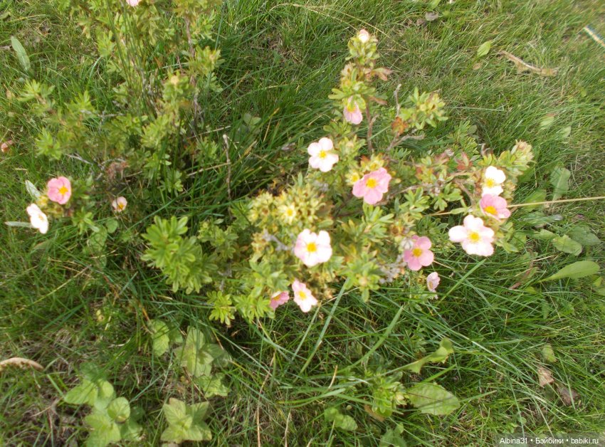 Цветы и куклы... 3 — Игровые куклы разных производителей (Разное): редкие бренды