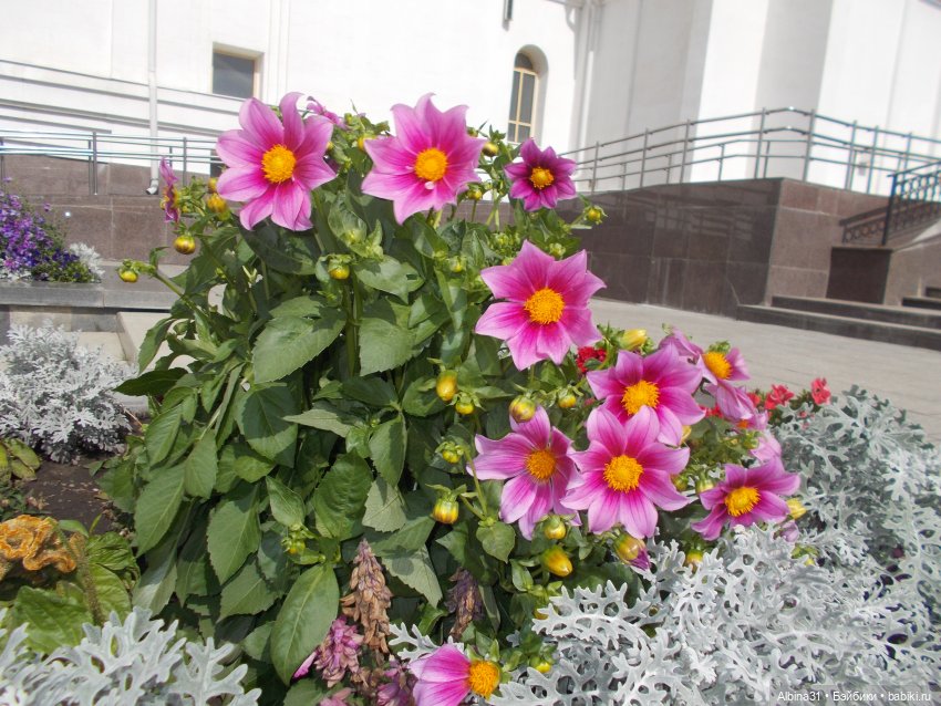 Цветы и куклы... 3 — Игровые куклы разных производителей (Разное): редкие бренды