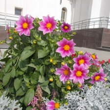 Цветы и куклы...  4