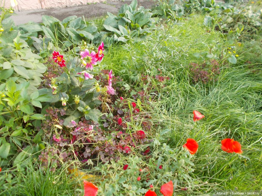 Цветы и куклы... 4 — Игровые куклы разных производителей (Разное): редкие бренды