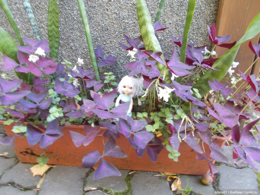 Цветы и куклы... 4 — Игровые куклы разных производителей (Разное): редкие бренды (фото 2)