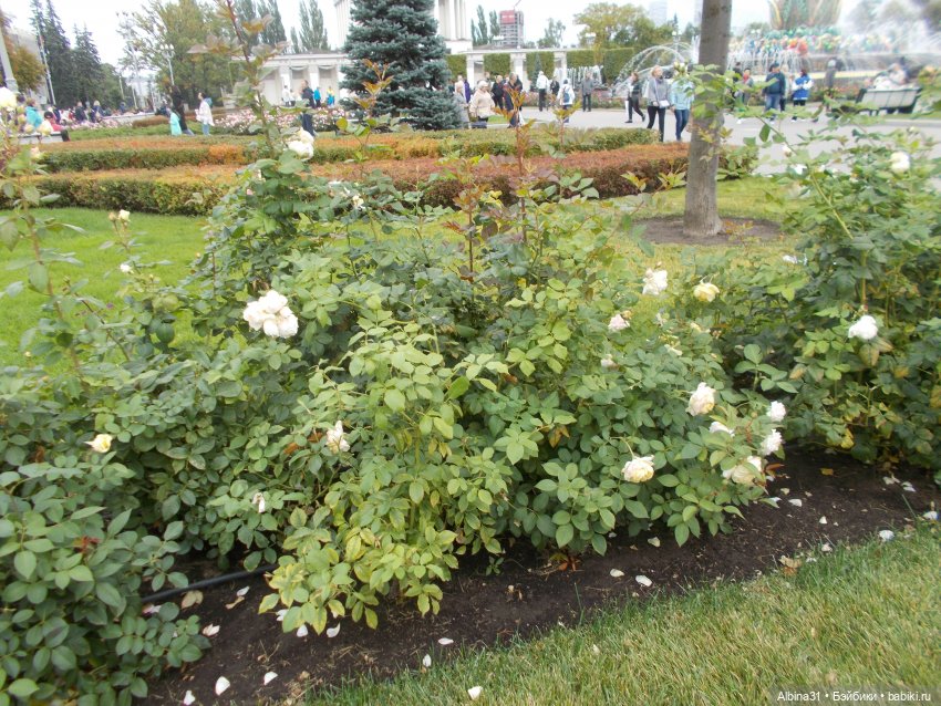 ВДНХ сентябрь 2022 — Игровые куклы разных производителей (Разное): редкие бренды