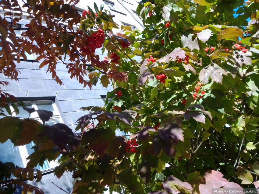 Новосибирск 2022 год — Игровые куклы разных производителей (Разное): редкие бренды