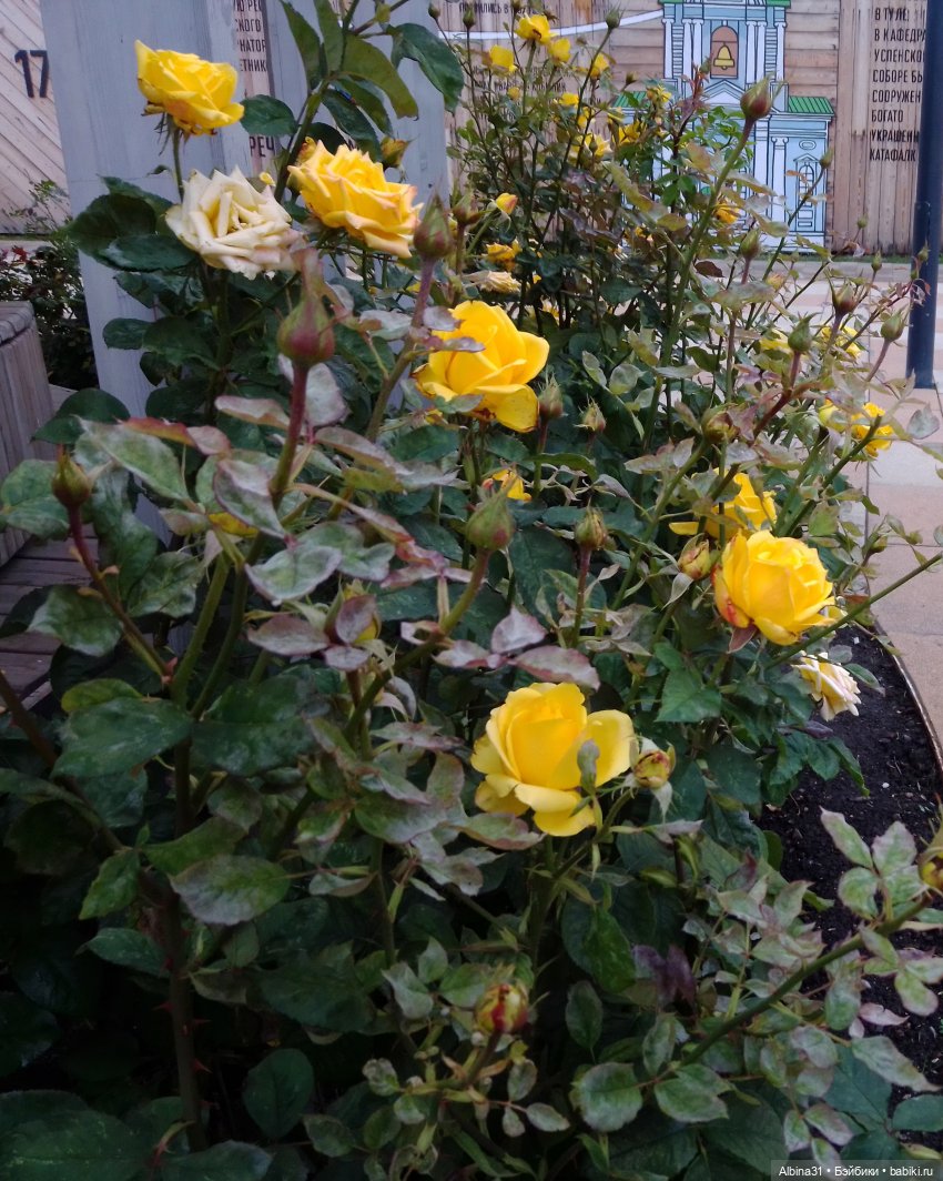 Цветы и куклы... 4 — Игровые куклы разных производителей (Разное): редкие бренды