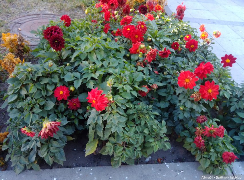 Цветы и куклы... 4 — Игровые куклы разных производителей (Разное): редкие бренды