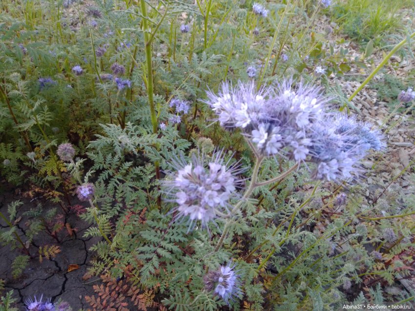 Цветы и куклы... 4 — Игровые куклы разных производителей (Разное): редкие бренды