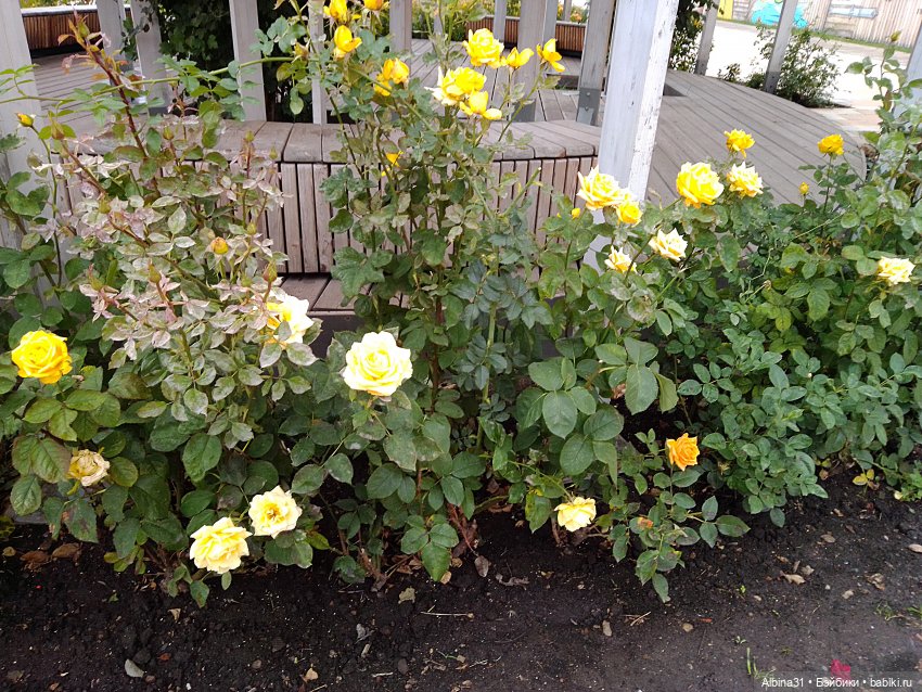 Цветы и куклы... 4 — Игровые куклы разных производителей (Разное): редкие бренды