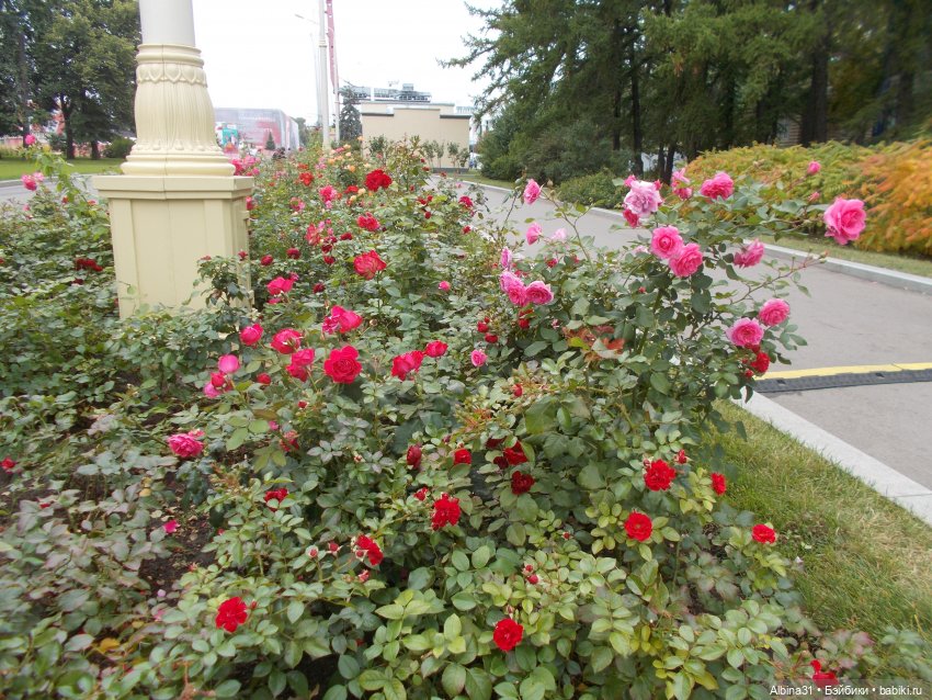 Цветы и куклы... 4 — Игровые куклы разных производителей (Разное): редкие бренды