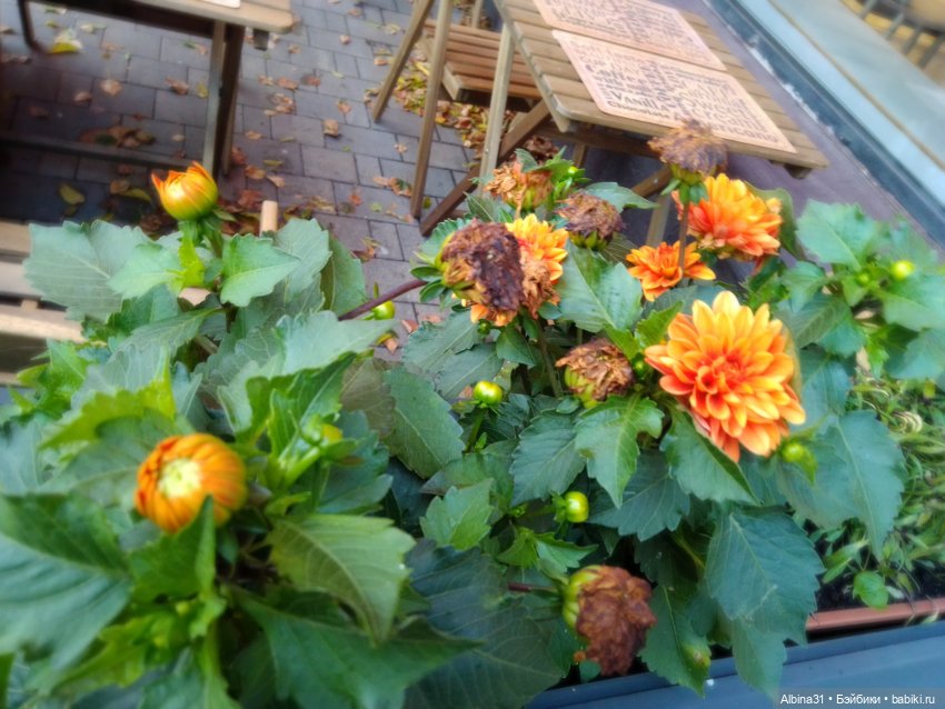 Цветы и куклы... 4 — Игровые куклы разных производителей (Разное): редкие бренды