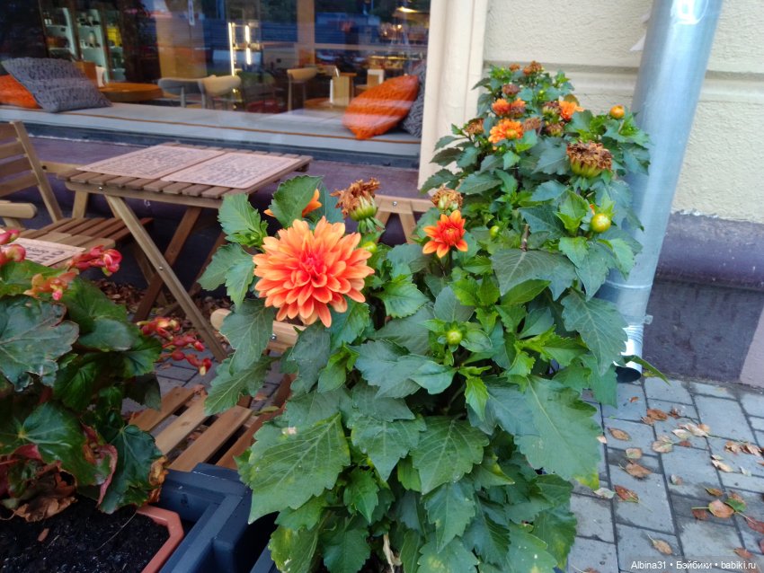 Цветы и куклы... 4 — Игровые куклы разных производителей (Разное): редкие бренды