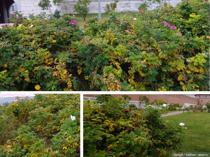 Цветы и куклы... 4 — Игровые куклы разных производителей (Разное): редкие бренды