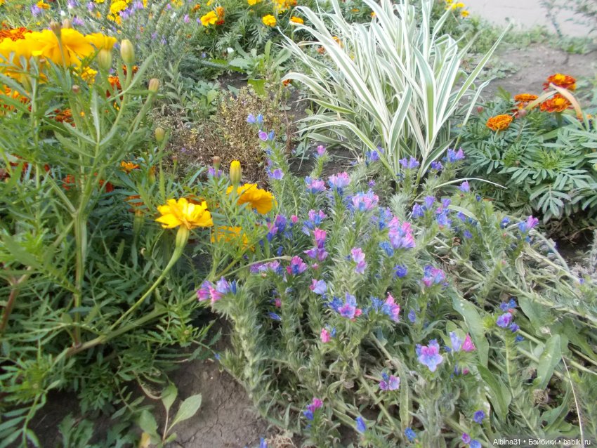 Цветы и куклы... 4 — Игровые куклы разных производителей (Разное): редкие бренды