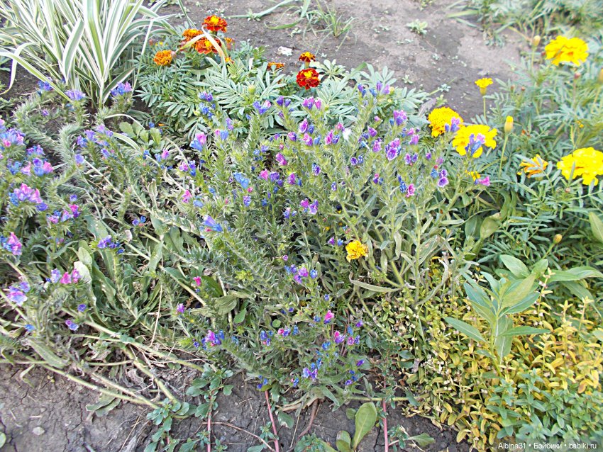 Цветы и куклы... 4 — Игровые куклы разных производителей (Разное): редкие бренды