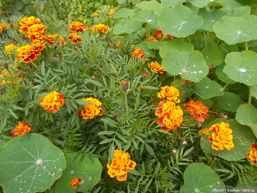 Цветы и куклы... 4 — Игровые куклы разных производителей (Разное): редкие бренды