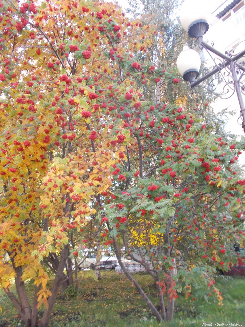 Городские осенние зарисовки. . 2022 год (фото 2)