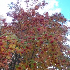 Городские осенние  зарисовки. . 2022 год