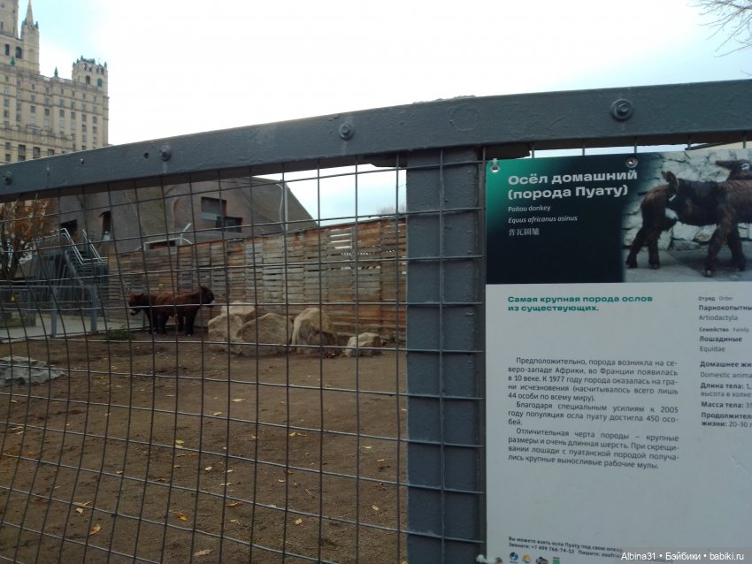 Прогулки по Москве. Ноябрь 2022