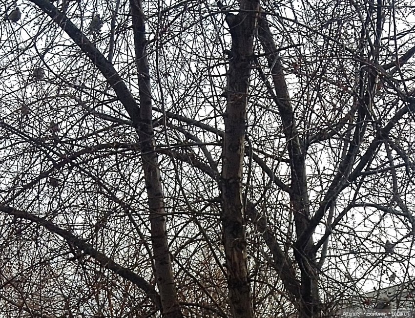 Весна... Городские зарисовки