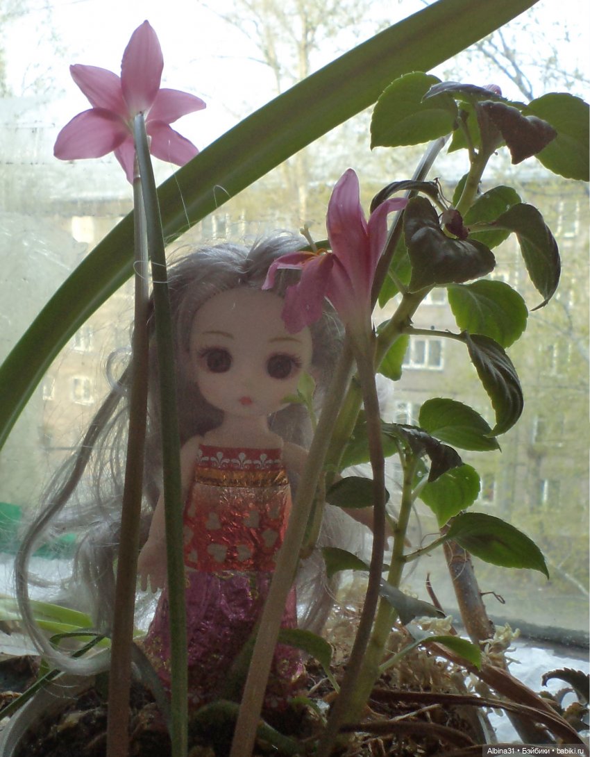 Выскочка, фантики и конечно куклы