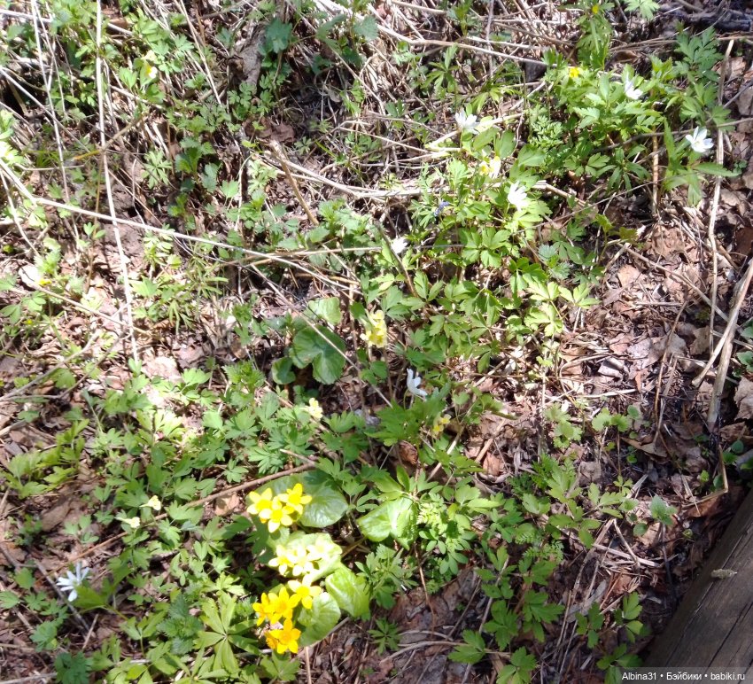 Не доходя до "Столбов" — Игровые куклы разных производителей (Разное): редкие бренды