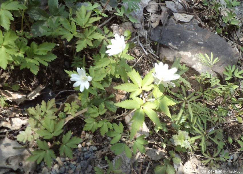 Не доходя до "Столбов" — Игровые куклы разных производителей (Разное): редкие бренды