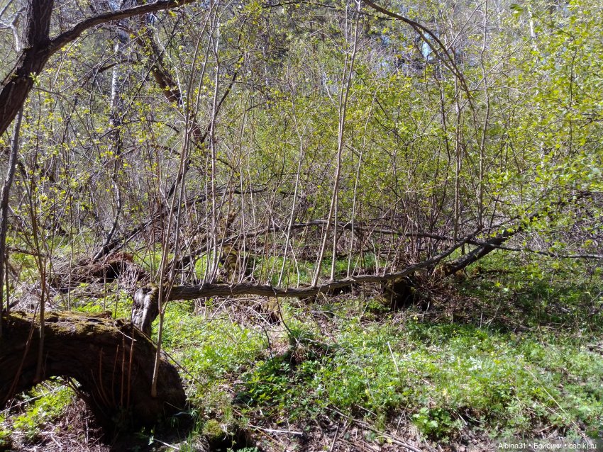 Не доходя до "Столбов" — Игровые куклы разных производителей (Разное): редкие бренды