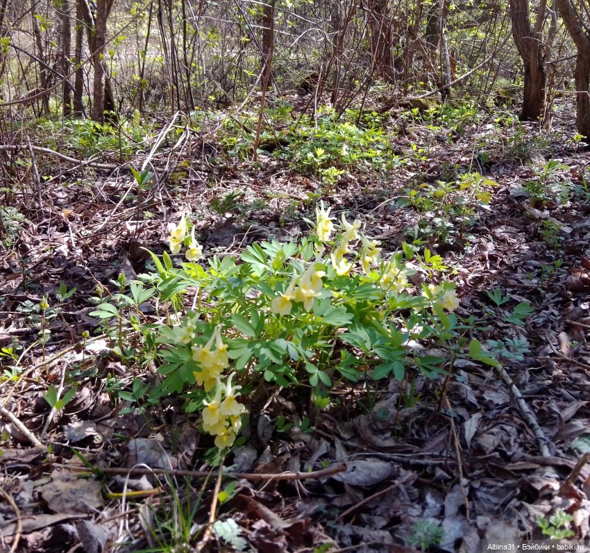 Не доходя до "Столбов" — Игровые куклы разных производителей (Разное): редкие бренды