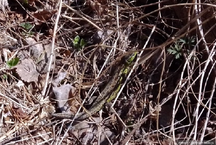 Не доходя до "Столбов" — Игровые куклы разных производителей (Разное): редкие бренды