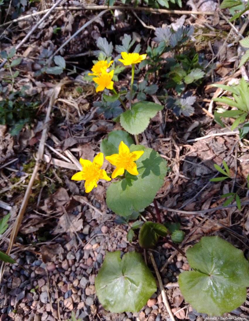 Не доходя до "Столбов" — Игровые куклы разных производителей (Разное): редкие бренды