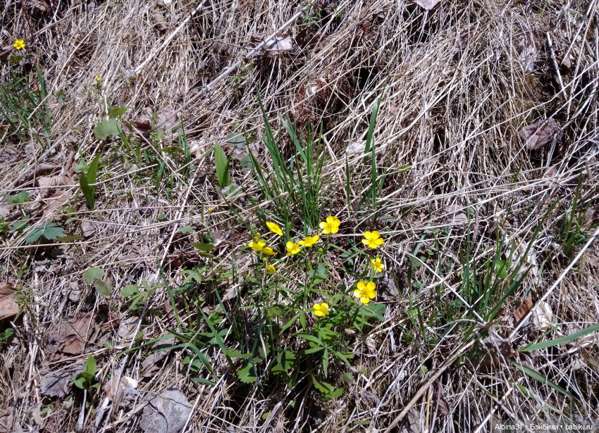Не доходя до "Столбов" — Игровые куклы разных производителей (Разное): редкие бренды