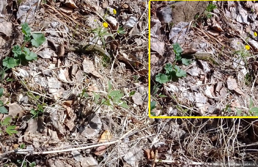 Не доходя до "Столбов" — Игровые куклы разных производителей (Разное): редкие бренды