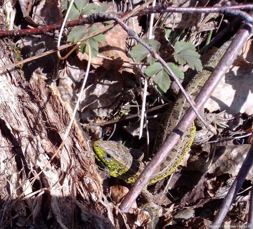 Не доходя до "Столбов" — Игровые куклы разных производителей (Разное): редкие бренды