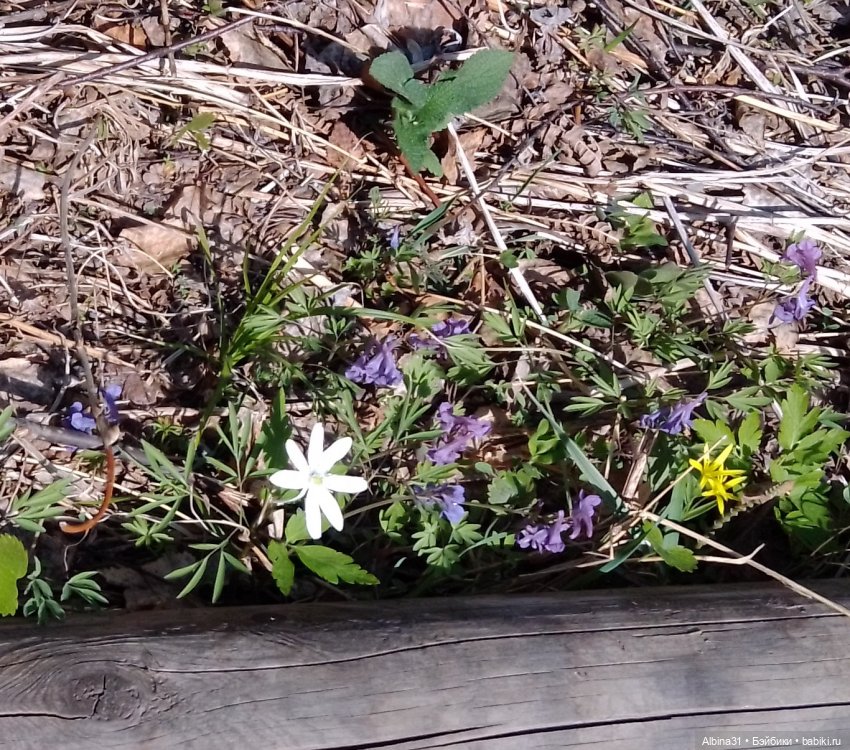 Не доходя до "Столбов" — Игровые куклы разных производителей (Разное): редкие бренды